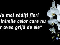 Nu mai sădiți flori în inimile celor care nu vor avea grijă de ele