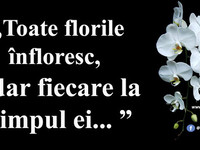 Toate florile înfloresc, dar fiecare la timpul ei.