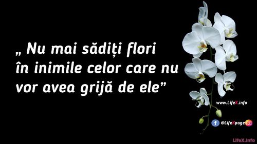 Nu mai sădiți flori în inimile celor care nu vor avea grijă de ele