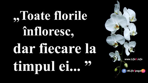 Toate florile înfloresc, dar fiecare la timpul ei.